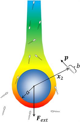 Hydrodynamic Interaction Enhances Colonization of Sinking Nutrient Sources by Motile Microorganisms